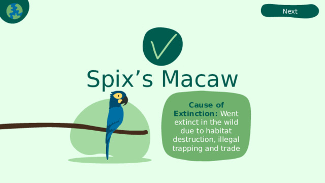 Next Spix’s Macaw Cause of Extinction:  Went extinct in the wild due to habitat destruction, illegal trapping and trade 