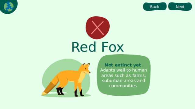 Back Next Red Fox Not extinct yet. Adapts well to human areas such as farms, suburban areas and communities  