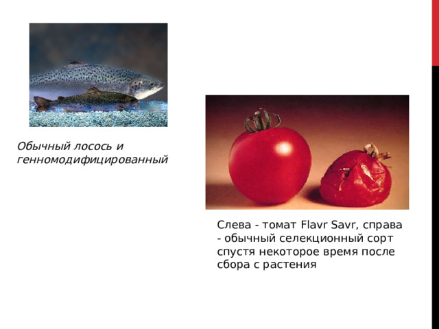 Обычный лосось и  генномодифицированный Слева - томат Flavr Savr, справа - обычный селекционный сорт спустя некоторое время после сбора с растения 