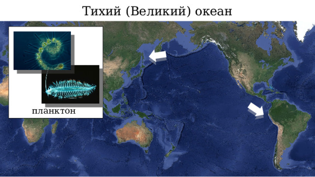 Тихий (Великий) океан планктон 