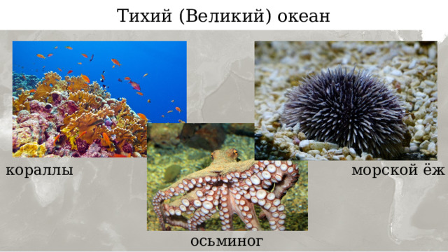 Тихий (Великий) океан кораллы морской ёж осьминог 