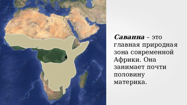 Саванна – это главная природная зона современной Африки. Она занимает почти половину материка. 
