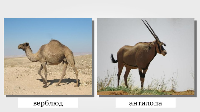верблюд антилопа 