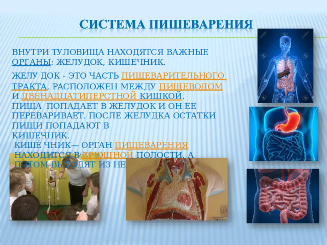 ВНУТРИ  ТУЛОВИЩА  НАХОДЯТСЯ  ВАЖНЫЕ  ОРГАНЫ : ЖЕЛУДОК,  КИШЕЧНИК. ЖЕЛУ ́  ДОК  -  ЭТО  ЧАСТЬ ПИЩЕВАРИТЕЛЬНОГО ТРАКТА , РАСПОЛОЖЕН  МЕЖДУ  ПИЩЕВОДОМ  И ДВЕНАДЦАТИПЕРСТНОЙ  КИШКОЙ . ПИЩА  ПОПАДАЕТ  В  ЖЕЛУДОК И  ОН  ЕЕ  ПЕРЕВАРИВАЕТ. ПОСЛЕ  ЖЕЛУДКА  ОСТАТКИ  ПИЩИ  ПОПАДАЮТ  В КИШЕЧНИК. КИШЕ́  ЧНИК—  ОРГАН  ПИЩЕВАРЕНИЯ  НАХОДИТСЯ В БРЮШНОЙ  ПОЛОСТИ ,  А  ПОТОМ  ВЫХОДЯТ  ИЗ  НЕГО 