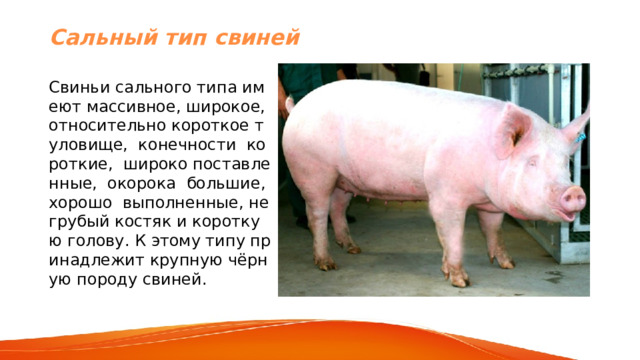 Сальный тип свиней Свиньи сального типа имеют массивное, широкое, относительно короткое туловище, конечности короткие, широко поставленные, окорока большие, хорошо выполненные, не грубый костяк и короткую голову. К этому типу принадлежит крупную чёрную породу свиней. 