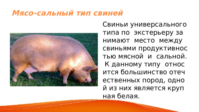 Мясо-сальный тип свиней Свиньи универсального типа по экстерьеру занимают место между свиньями продуктивностью мясной и сальной. К данному типу относится большинство отечественных пород, одной из них является крупная белая. 