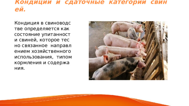Кондиции и сдаточные категории свиней. Кондиция в свиноводстве определяется как состояние упитанности свиней, которое тесно связанное направлением хозяйственного использования, типом кормления и содержания. 