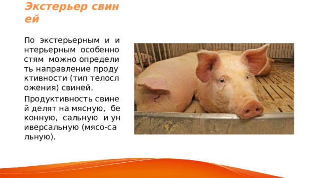 Экстерьер свиней По экстерьерным и интерьерным особенностям можно определить направление продуктивности (тип телосложения) свиней. Продуктивность свиней делят на мясную, беконную, сальную и универсальную (мясо-сальную). 