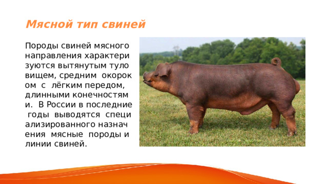 Мясной тип свиней Породы свиней мясного направления характеризуются вытянутым туловищем, средним окороком с лёгким передом, длинными конечностями. В России в последние годы выводятся специализированного назначения мясные породы и линии свиней. 