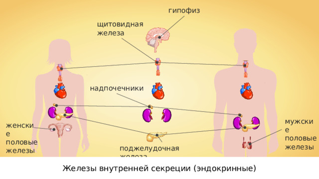 гипофиз щитовидная железа надпочечники мужские половые железы женские половые железы поджелудочная железа Железы внутренней секреции (эндокринные) 
