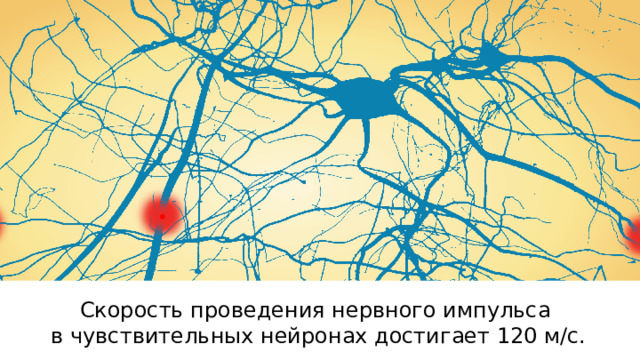 Скорость проведения нервного импульса в чувствительных нейронах достигает 120 м/с. 