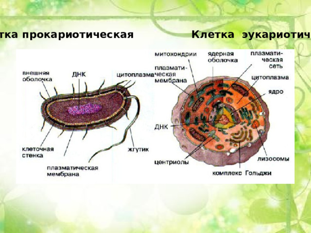 Клетка прокариотическая Клетка эукариотическая 
