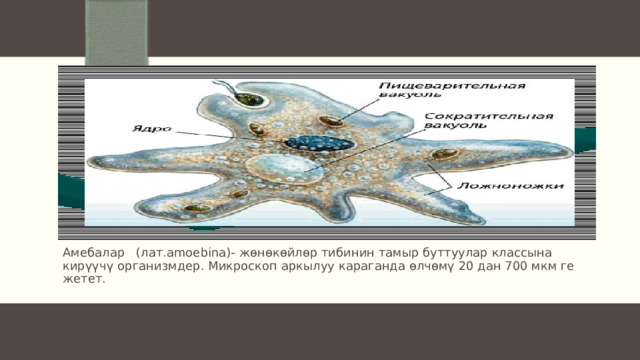 Амебалар (лат.amoebina)- жөнөкөйлөр тибинин тамыр буттуулар классына кирүүчү организмдер. Микроскоп аркылуу караганда өлчөмү 20 дан 700 мкм ге жетет. 
