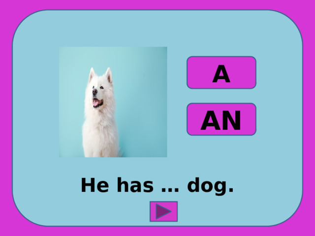 He has … dog. A AN 