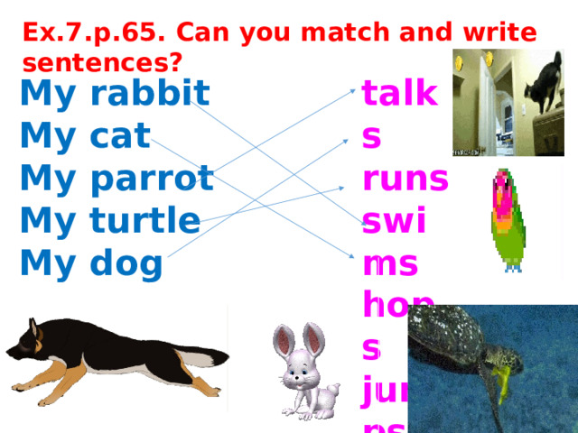 Ех.7.р.65. Can you match and write sentences?   My rabbit talks My cat runs My parrot swims My turtle hops My dog jumps 