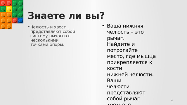 Знаете ли вы? Ваша нижняя  челюсть – это рычаг.  Найдите и потрогайте  место, где мышца  прикрепляется к кости  нижней челюсти. Ваши  челюсти представляют  собой рычаг третьего  рода, точно как  у Собаки-робота, только  перевернутый!   Челюсть и хвост представляют собой систему рычагов с несколькими точками опоры.   © Copyright Showeet.com   