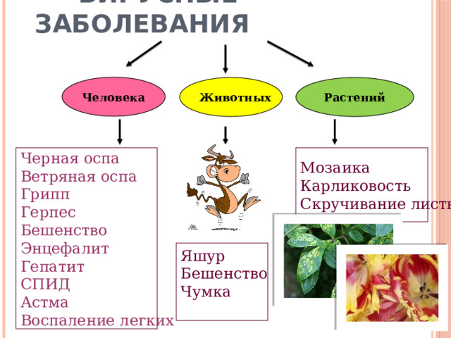  Вирусные заболевания Человека Растений Животных Мозаика Черная оспа Ветряная оспа Карликовость Грипп Скручивание листьев Герпес Бешенство Энцефалит Гепатит СПИД Астма Воспаление легких Воробей больной бешенством нападает на чека. Ящур – язвы. Полиомиелит - паралич Яшур Бешенство Чумка 