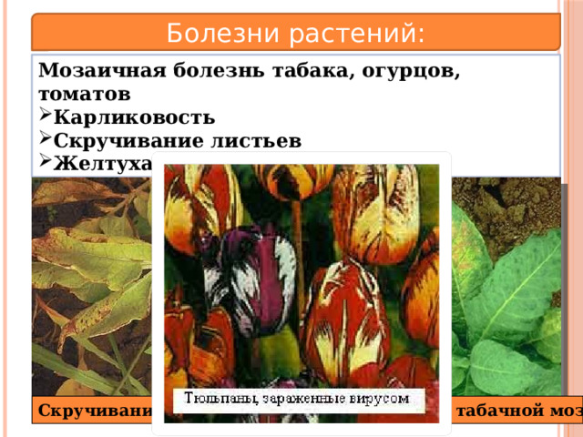 Болезни растений: Мозаичная болезнь табака, огурцов, томатов Карликовость Скручивание листьев Желтуха Скручивание листьев Вирус табачной мозаики 