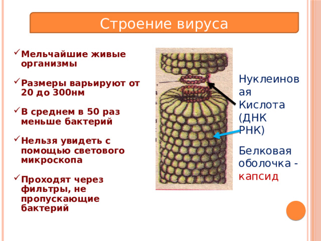 Строение вируса Мельчайшие живые организмы  Размеры варьируют от 20 до 300нм  В среднем в 50 раз меньше бактерий  Нельзя увидеть с помощью светового микроскопа  Проходят через фильтры, не пропускающие бактерий Нуклеиновая Кислота (ДНК РНК) Белковая оболочка - капсид 