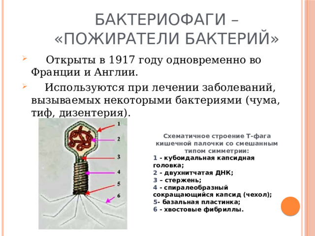 БАКТЕРИОФАГИ – «ПОЖИРАТЕЛИ БАКТЕРИЙ»  Открыты в 1917 году одновременно во Франции и Англии.  Используются при лечении заболеваний, вызываемых некоторыми бактериями (чума, тиф, дизентерия). Схематичное строение Т-фага кишечной палочки со смешанным типом симметрии: 1 - кубоидальная капсидная головка; 2 - двухнитчатая ДНК; 3 – стержень; 4 - спиралеобразный сокращающийся капсид (чехол); 5 - базальная пластинка; 6 - хвостовые фибриллы. 