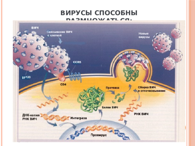 Вирусы способны размножаться: 