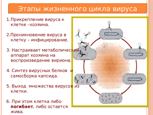 Этапы жизненного цикла вируса Прикрепление вируса к клетке –хозяина. 2.Проникновение вируса в клетку – инфицирование. 3. Настраивает метаболический аппарат хозяина на воспроизведение вириона. 4. Синтез вирусных белков и самосборка капсида. 5. Выход множества вирусов из клетки. 6. При этом кл етка либо погибает , либо остается жива.  