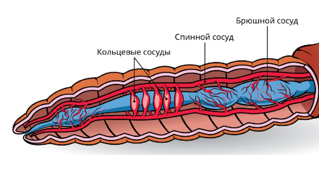 Кутикула у червей