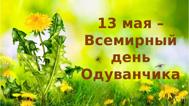 13 мая –Всемирный день Одуванчика 