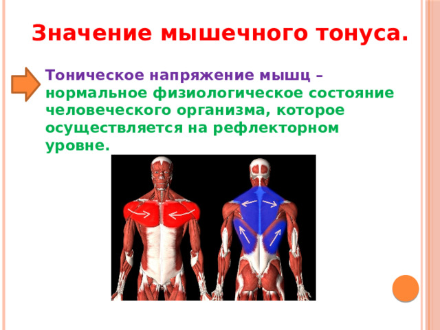 Значение мышечного тонуса. Тоническое напряжение мышц – нормальное физиологическое состояние человеческого организма, которое осуществляется на рефлекторном уровне. 