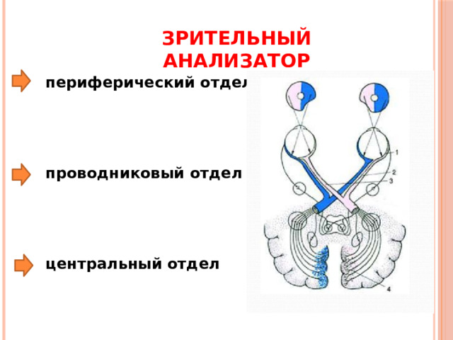 Зрительный анализатор периферический отдел     проводниковый отдел     центральный отдел 