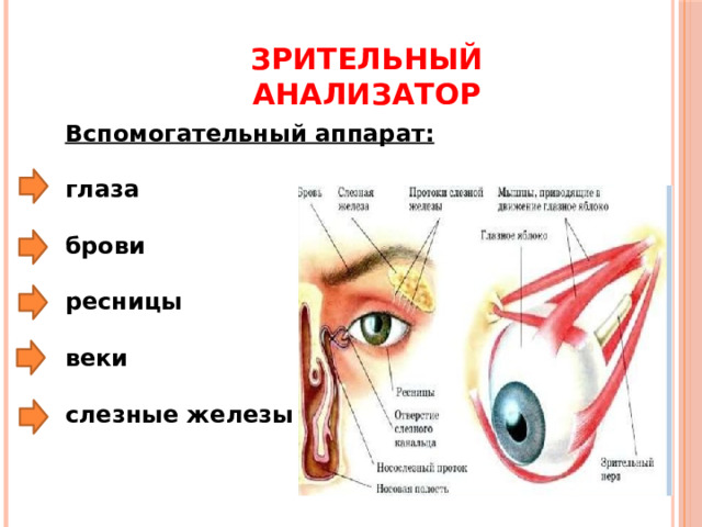 Зрительный анализатор Вспомогательный аппарат:  глаза  брови   ресницы   веки  слезные железы  