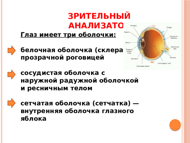 Зрительный анализатор Глаз имеет три оболочки:  белочная оболочка (склера) с прозрачной роговицей   сосудистая оболочка с наружной радужной оболочкой и ресничным телом   сетчатая оболочка (сетчатка) — внутренняя оболочка глазного яблока 