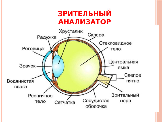 Зрительный анализатор 