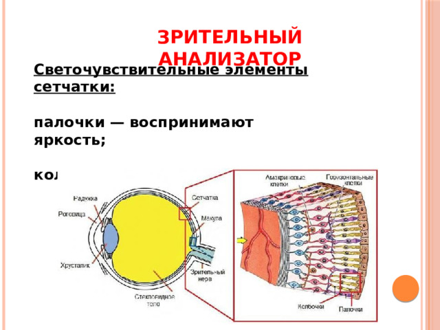 Зрительный анализатор Светочувствительные элементы сетчатки:  палочки — воспринимают яркость;  колбочки — воспринимают цвет. 