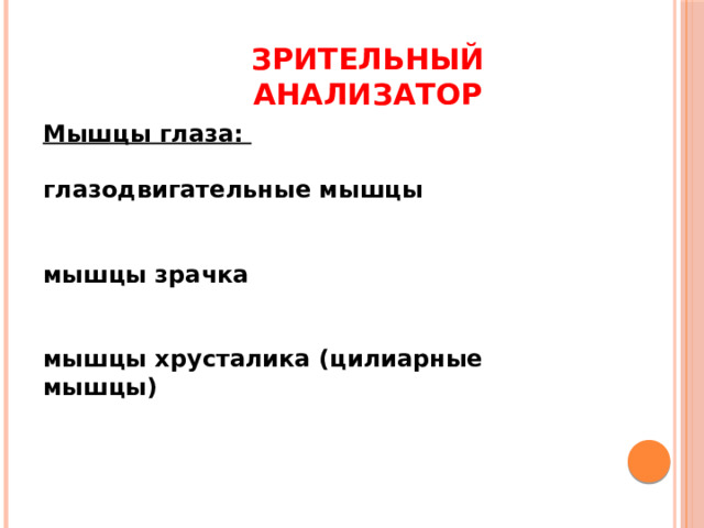 Зрительный анализатор Мышцы глаза:   глазодвигательные мышцы    мышцы зрачка    мышцы хрусталика (цилиарные мышцы) 