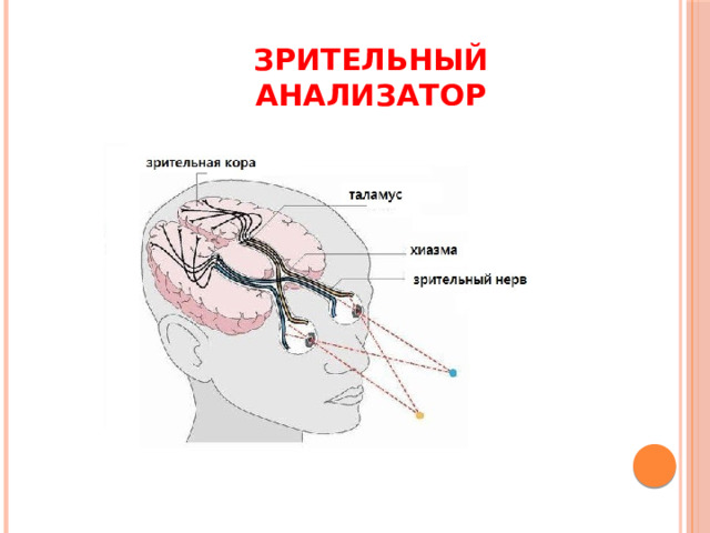 Зрительный анализатор 