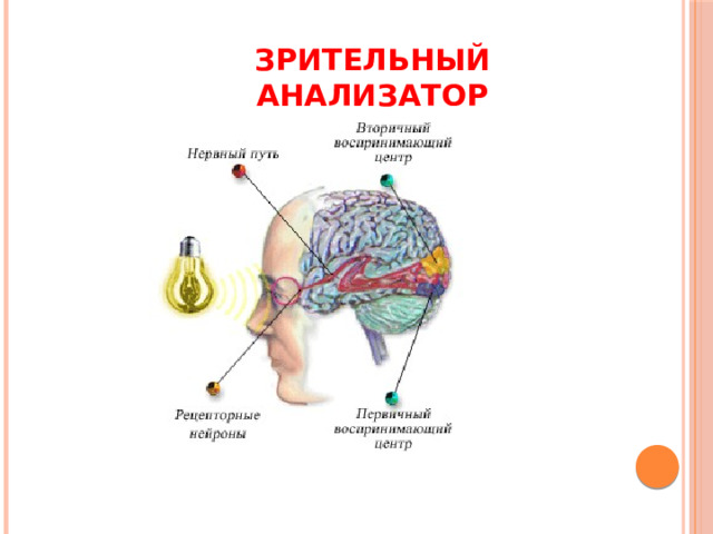 Зрительный анализатор 