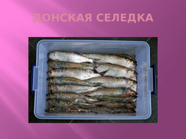 ДОНСКАЯ СЕЛЕДКА 