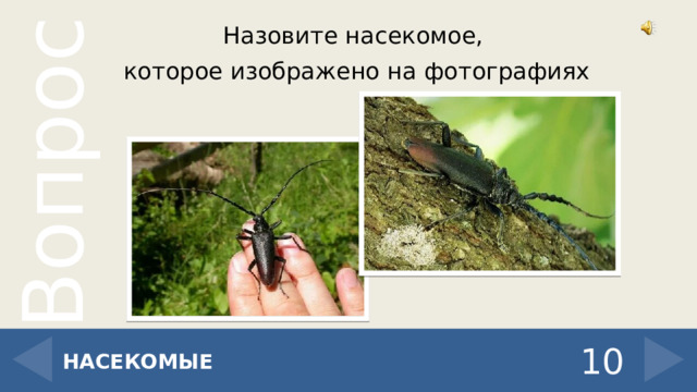 Назовите насекомое, которое изображено на фотографиях 10 НАСЕКОМЫЕ 