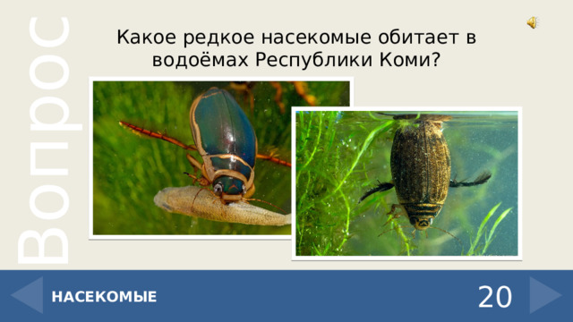 Какое редкое насекомые обитает в водоёмах Республики Коми? 20 НАСЕКОМЫЕ 