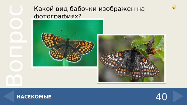 Какой вид бабочки изображен на фотографиях? 40 НАСЕКОМЫЕ 