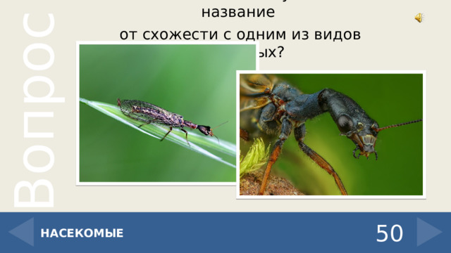 Какое насекомое получило свое название от схожести с одним из видов животных? 50 НАСЕКОМЫЕ 