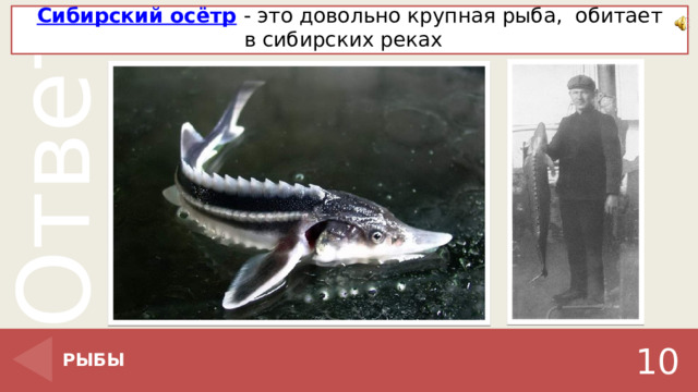    Сибирский осётр  - это довольно крупная рыба,  обитает в сибирских реках    РЫБЫ 10 