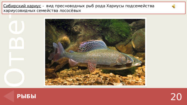 Сибирский хариус -  вид пресноводных рыб рода Хариусы подсемейства хариусовидных семейства лососёвых РЫБЫ 20 