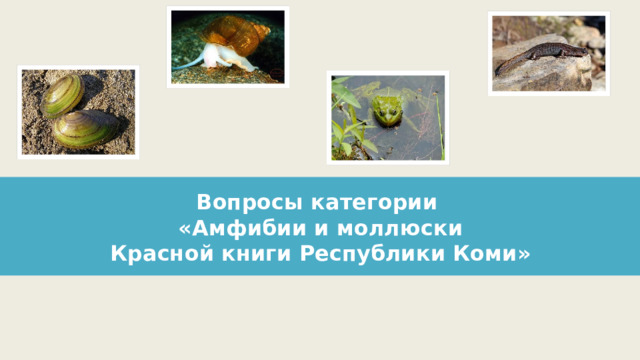 Вопросы категории  «Амфибии и моллюски  Красной книги Республики Коми» 