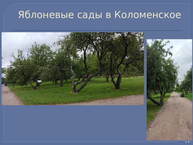 Яблоневые сады в Коломенское  