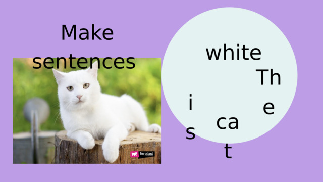 Make sentences white The is cat 