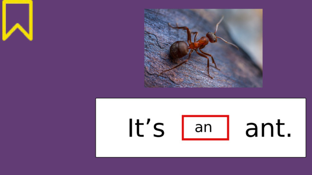 It’s ant. an 