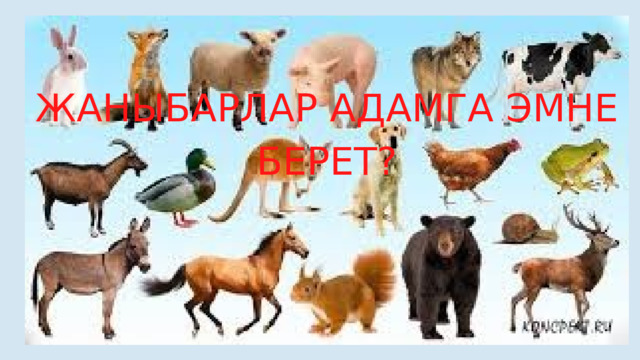 ЖАНЫБАРЛАР АДАМГА ЭМНЕ БЕРЕТ? 