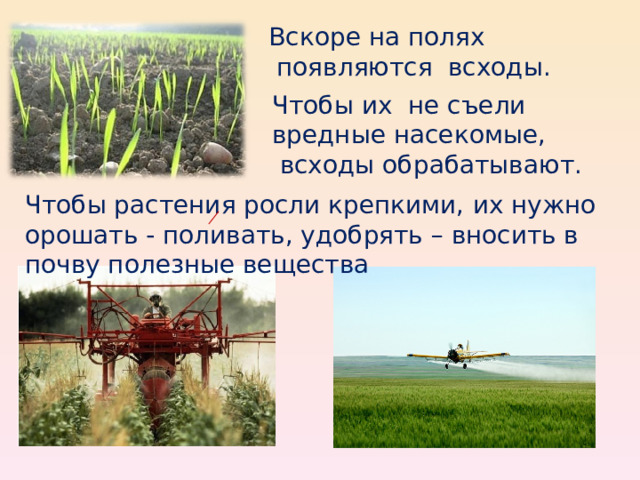 Вскоре на полях  появляются всходы.  Чтобы их не съели вредные насекомые,  всходы обрабатывают. Чтобы растения росли крепкими, их нужно орошать - поливать, удобрять – вносить в почву полезные вещества  